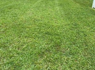 Randy C.'s turf care service result
