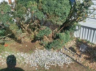 Leo L.'s Bush Trimming service result