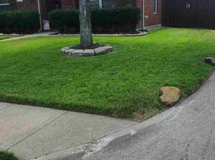 Kathy G.'s turf care service result