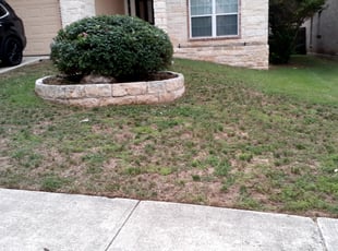 Wyatt E.'s Bush Trimming service result