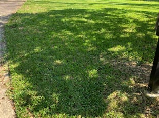 Chuck S.'s grass cutting service result