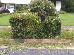 Kim C.'s Bush Trimming service result
