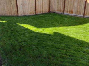 Peng L.'s grass maintenance service result