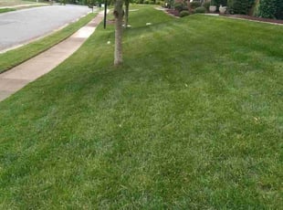 Leslie J.'s lawn service service result