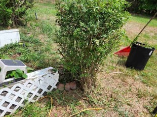 Graham L.'s Bush Trimming service result