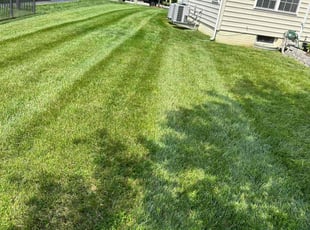 Laura G.'s turf care service result