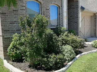 Abood A.'s Bush Trimming service result