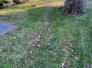 Brenda H.'s Leaf Removal service result