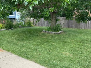 Michael L.'s grass cutting service result