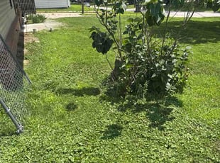Thomas K.'s turf care service result
