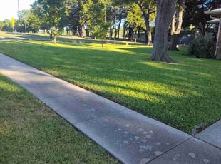 Candice K.'s grass cutting service result