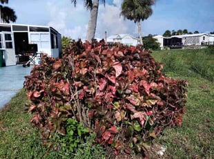 Stephen S.'s Bush Trimming service result