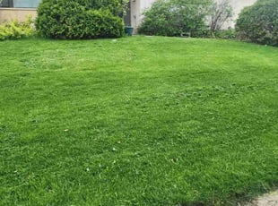 Vernon D.'s grass maintenance service result