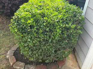 Virginia A.'s Bush Trimming service result