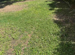 Kara D.'s lawn care service result