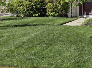 Chrissy R.'s lawn care services service result