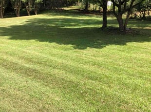 Diaon W.'s turf maintenance service result
