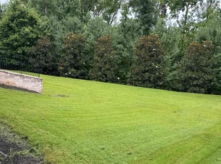 Lisa D.'s lawn care service result