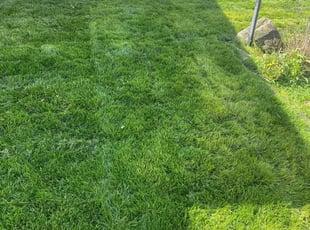 Mary B.'s lawn care service result