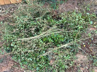 Gloria B.'s Weed Pulling service result