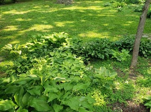 Lynn A.'s lawn care service result