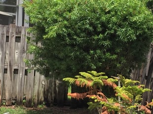 Stanley P.'s Bush Trimming service result