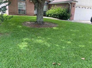 Courtney B.'s grass cutting service result