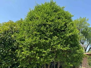 Lisa W.'s Bush Trimming service result