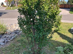 Ali B.'s Bush Trimming service result
