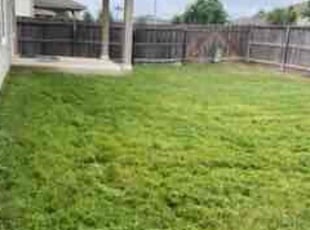 Matt H.'s turf maintenance service result