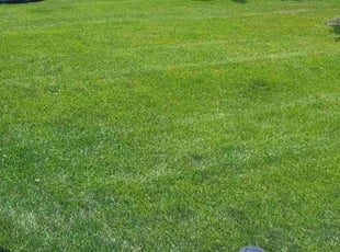 Yasmeen E.'s lawn maintenance service result