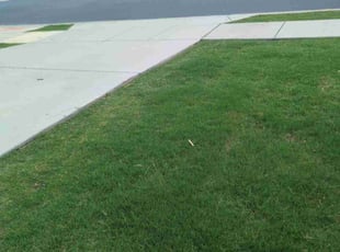 Zenobia P.'s lawn care service result