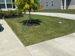 Tracy D.'s turf care service result