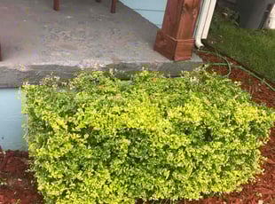 Robert L.'s Bush Trimming service result