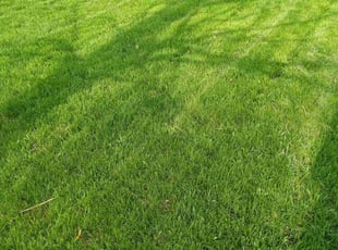 Linda R.'s yard maintenance service result