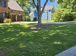 Terry H.'s lawn care service result