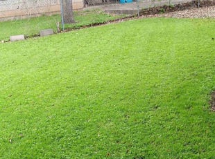 Dania T.'s lawn care services service result