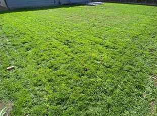Patrick C.'s yard service service result
