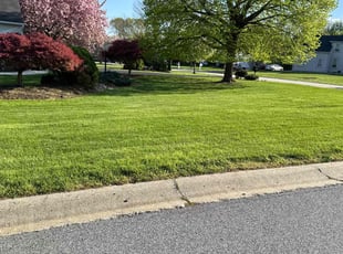 Maria G.'s lawn maintenance service result