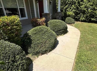 James P.'s Bush Trimming service result