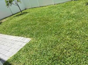 Sara C.'s grass maintenance service result