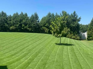Nicole A.'s lawn care service result
