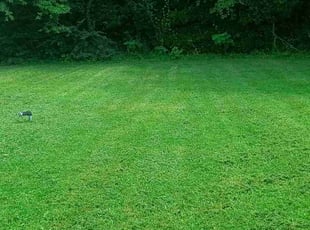 Tracy S.'s grass cutting service result