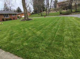 Mike P.'s lawn care services service result