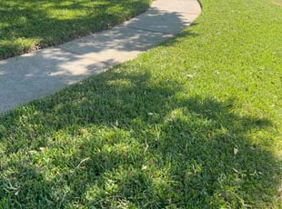 Allen H.'s grass cutting service result