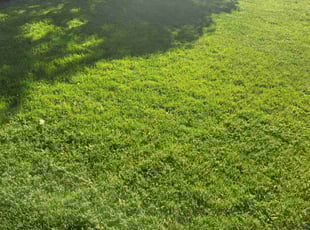 Samad J.'s turf care service result