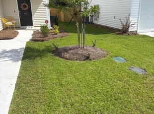 Lisa C.'s grass maintenance service result