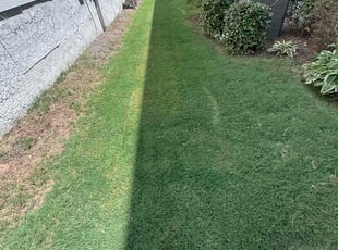 Marvin M.'s grass cutting service result