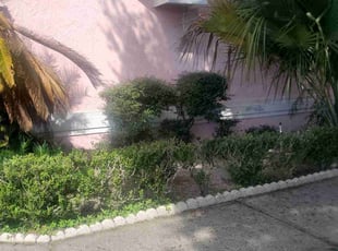 Naved Q.'s Flower Bed Weeding service result