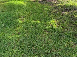 Caren M.'s yard maintenance service result